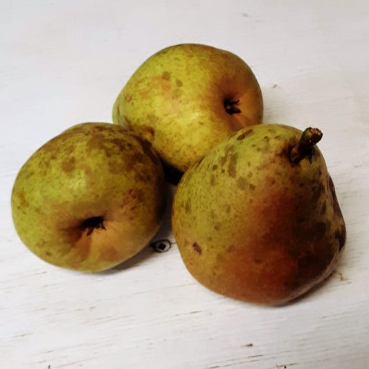 Winter Bartlett Pear