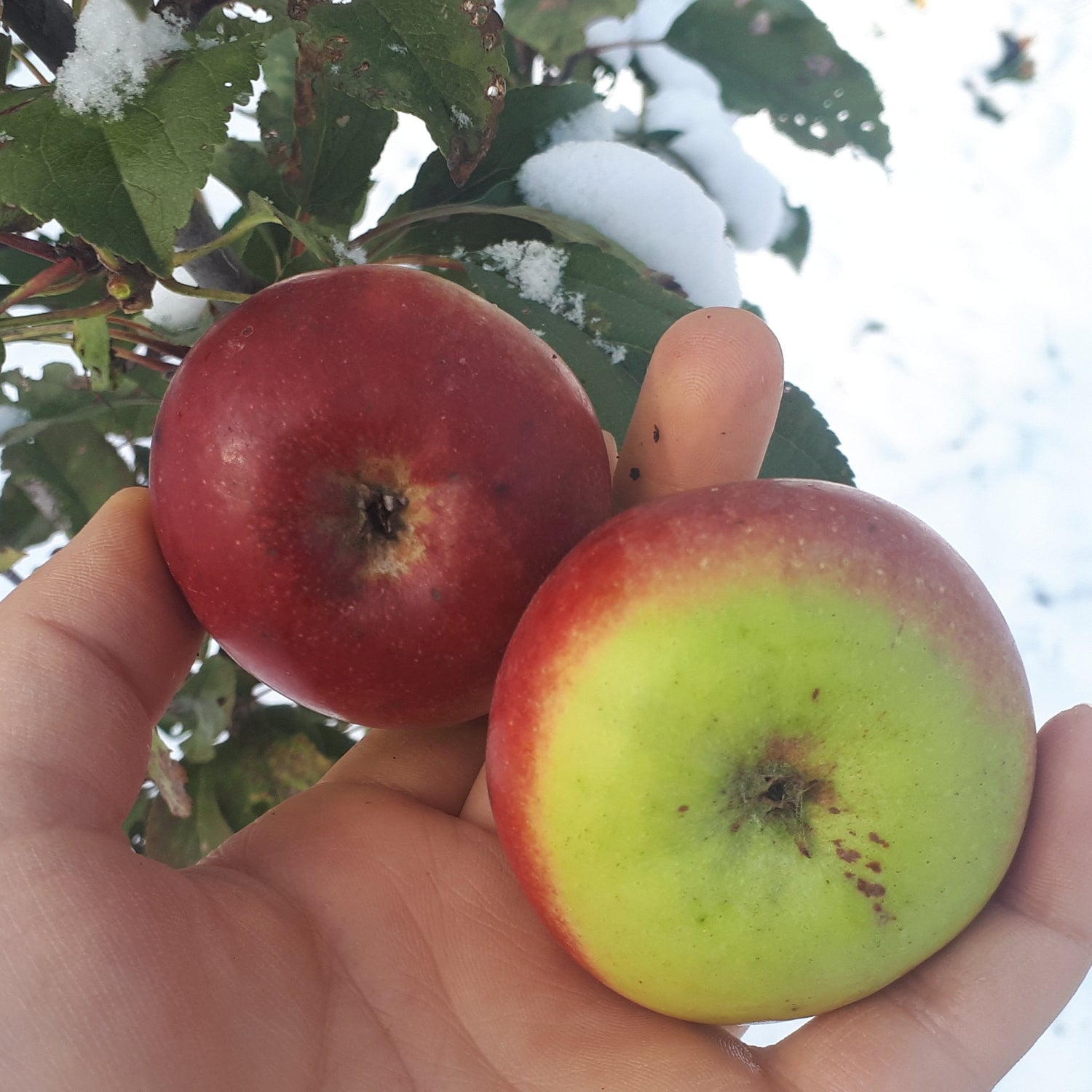 Lady Apple