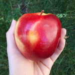 Ambrosia Apple held in a hand with grass in the background.