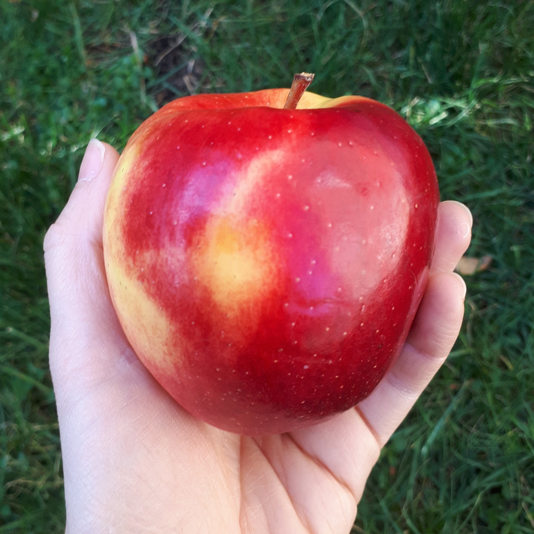 Ambrosia Apple held in a hand with grass in the background.