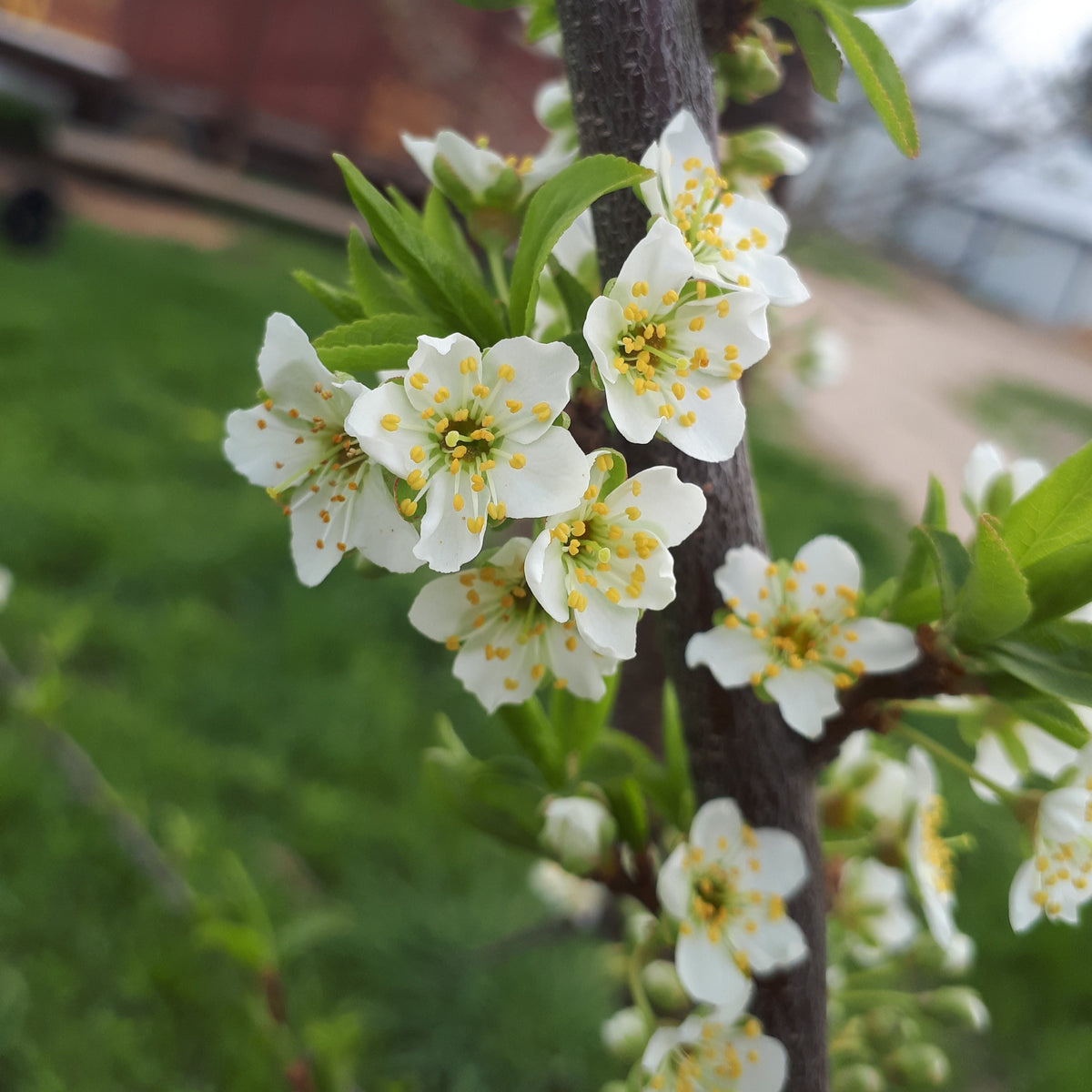 Early Golden Japanese Plum blooms