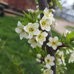 Early Golden Japanese Plum blooms