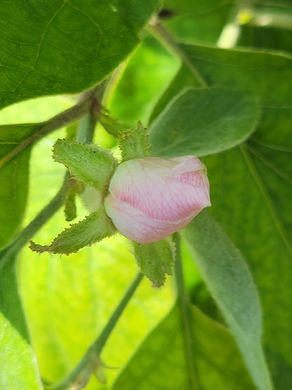 Quince of Portugal blossom