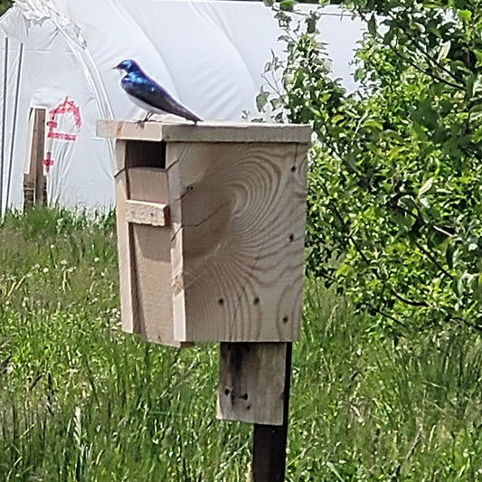 Bird House for Bluebirds and Swallows
