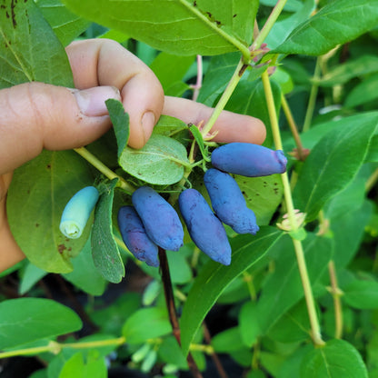 Aurora Haskap berries (aka Honeyberries) on the bush with someone's hand for scale.