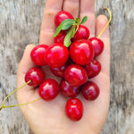 Crimson Passion Dwarf Sour Cherry Bush - cherries held on someone's hand
