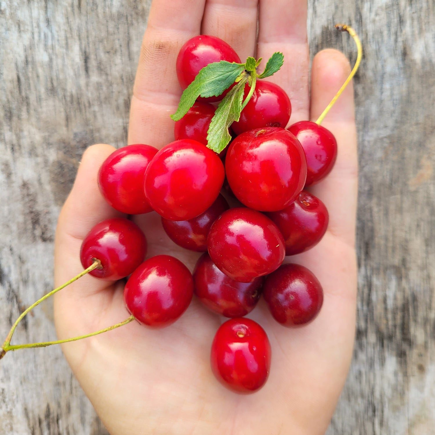 Crimson Passion Dwarf Sour Cherry Bush - cherries held on someone's hand