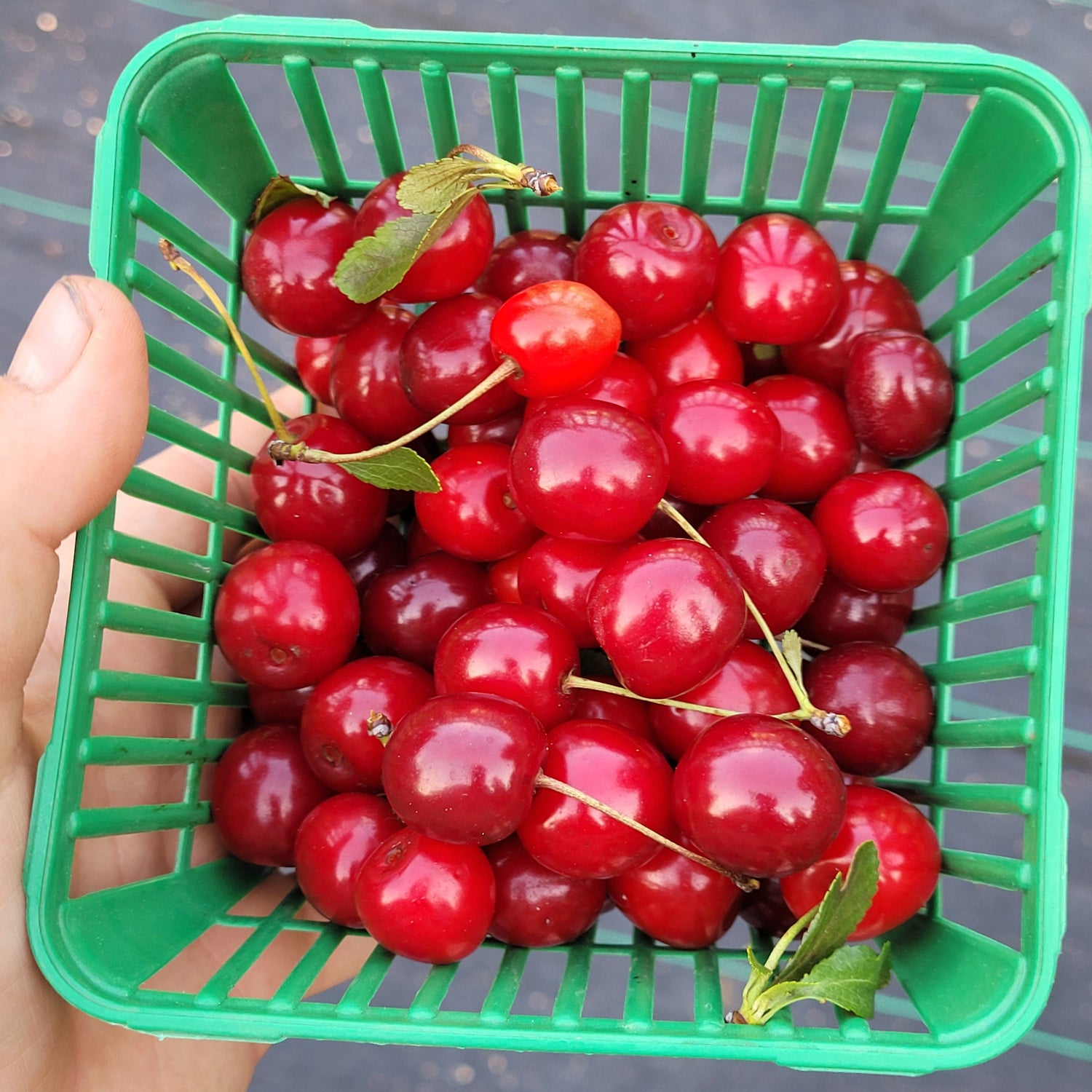 Crimson Passion Dwarf Sour Cherry Bush - cherries in a fruit basket