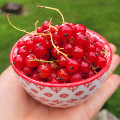 Becker Red currants in a bowl.