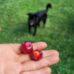 Juliet Dwarf Sour Cherry Bush
