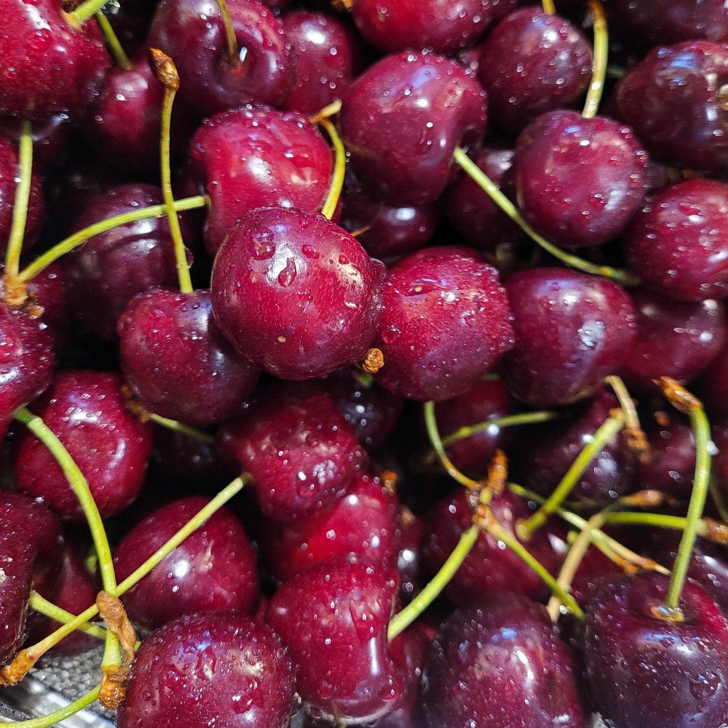 Lapins Sweet Cherry Bareroot