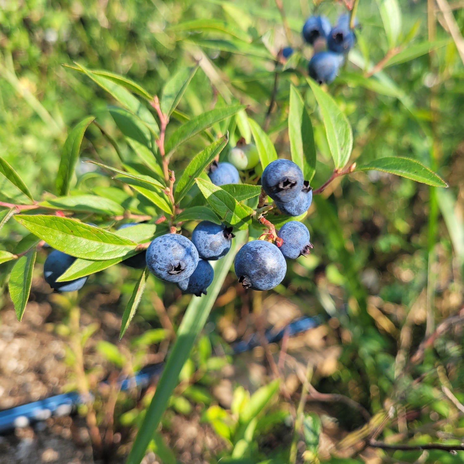 Chandler Highbush Blueberry bush with berries on it.