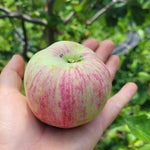 Battleford apple on someone's hand with green foliage behind.