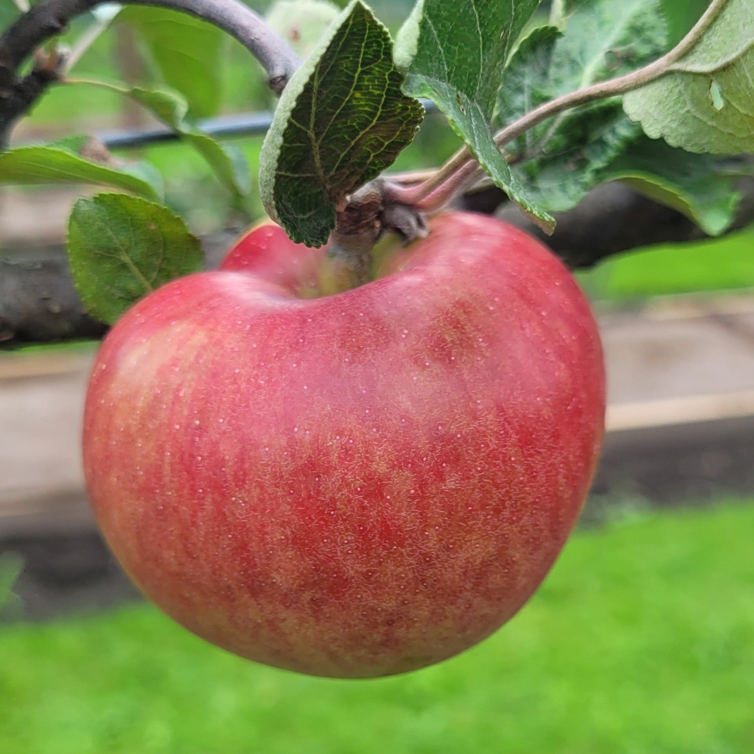 Jalander Apple Bareroot