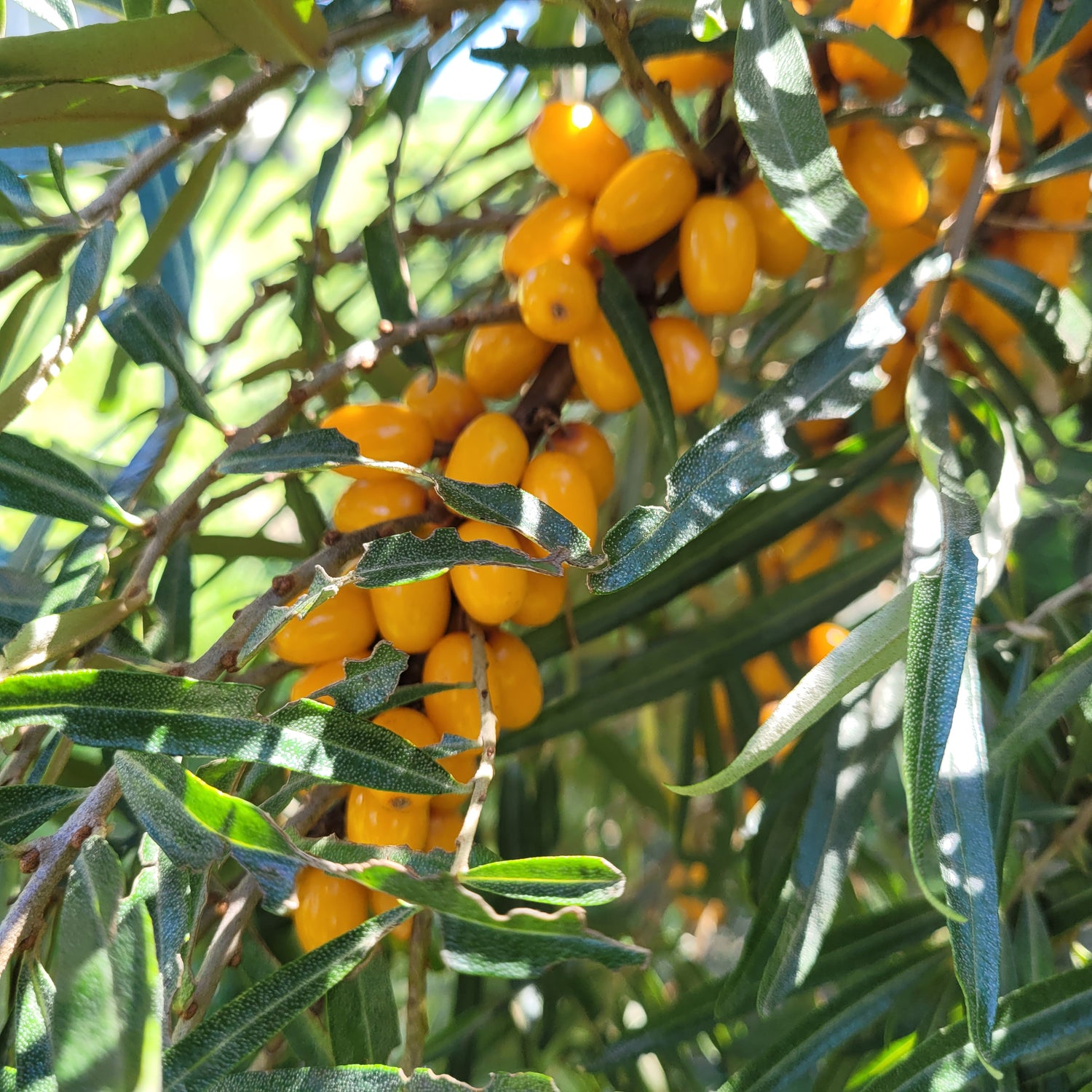 Klavdija Sea Buckthorn (Female) Bareroot