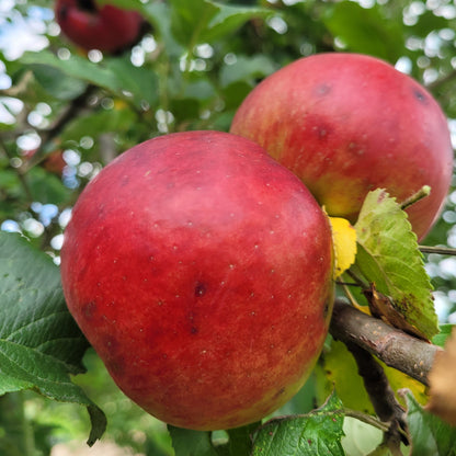 malus 'burgundy'