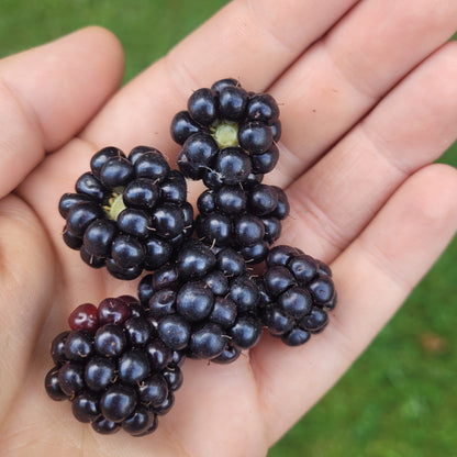 handful of Chester Thornless Blackberries