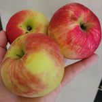 Melba Apple