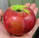 Snow Apple
