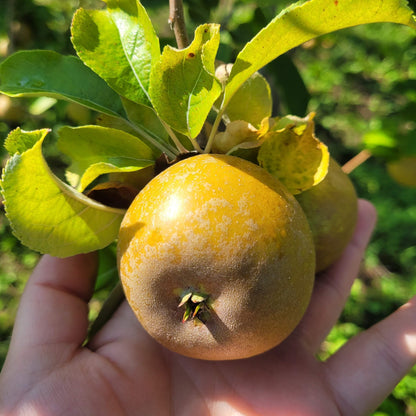 Golden Russet Apple