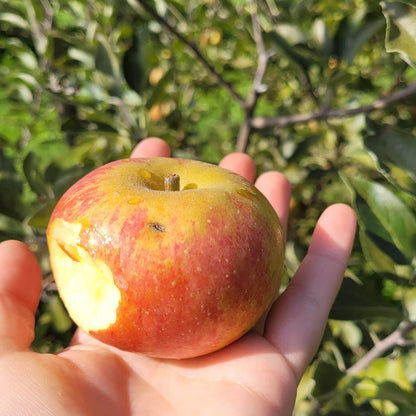 Cox's Orange Pippin Apple