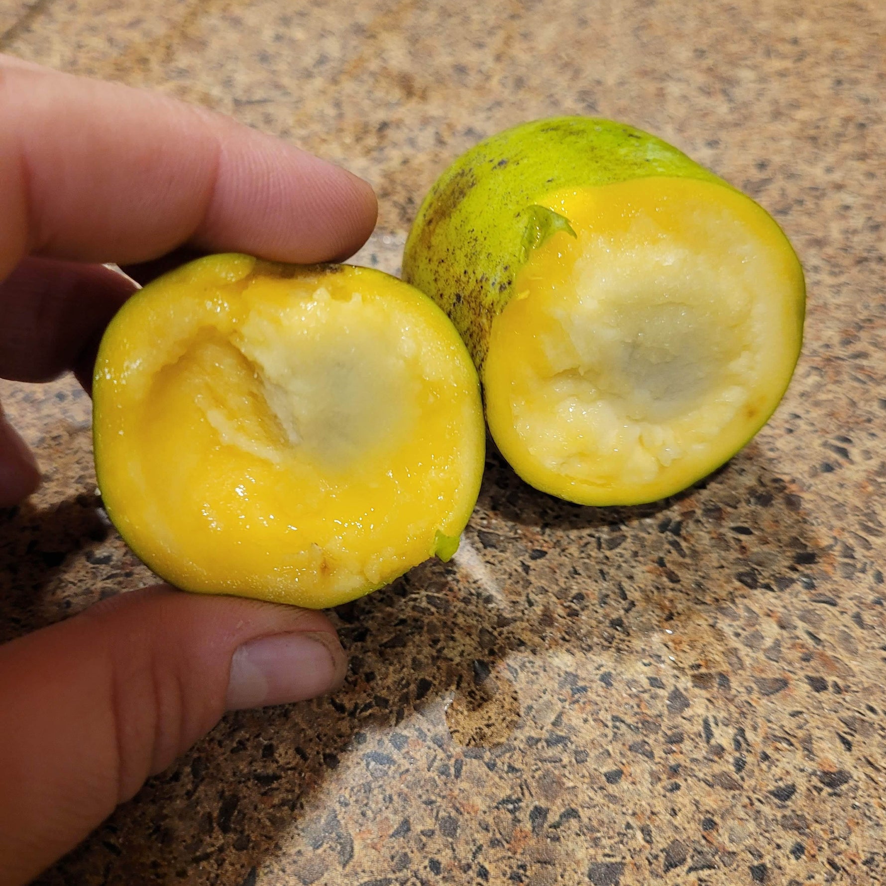 Pawpaw Seedling - view of fruit cut open