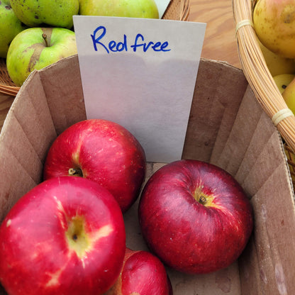 Redfree Apple