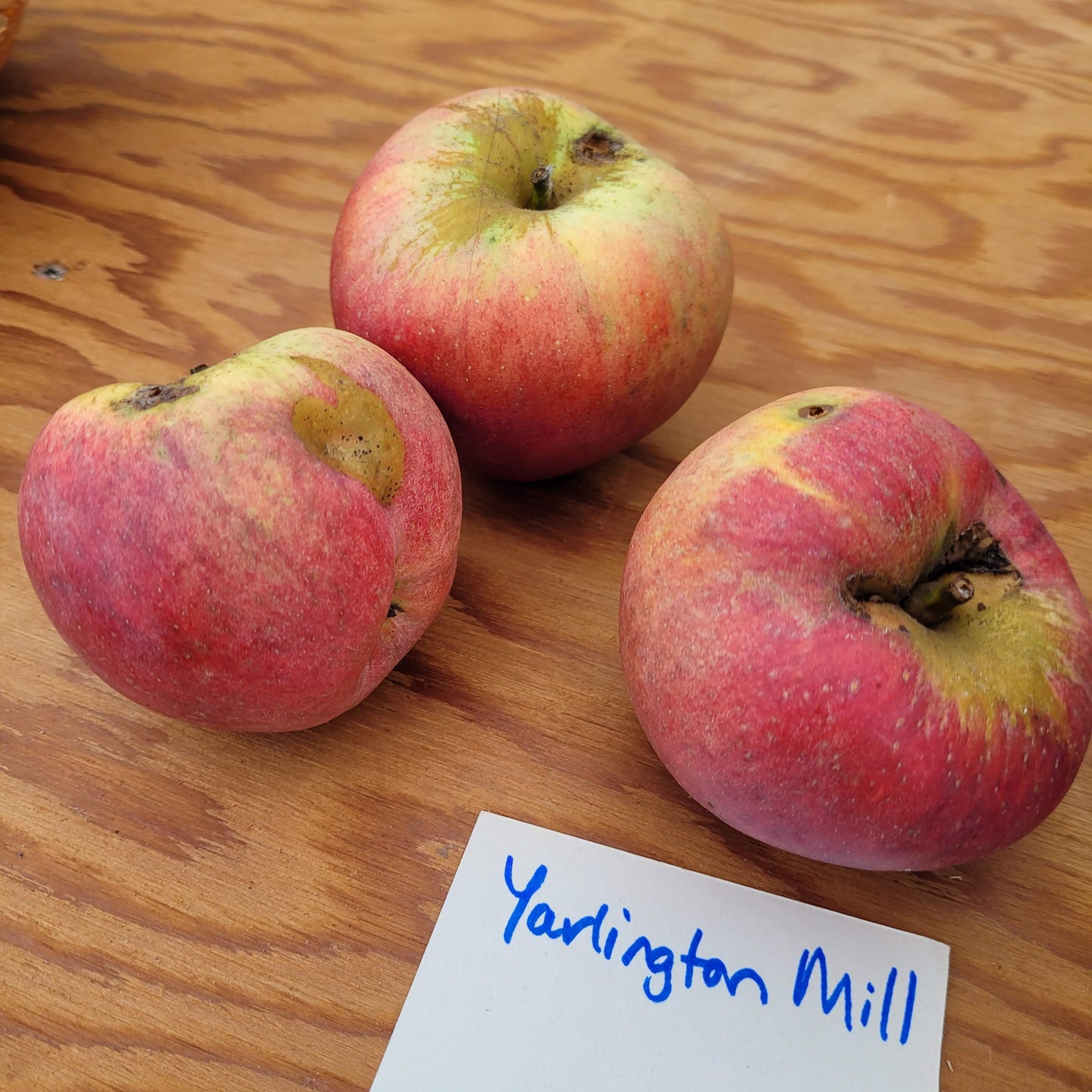 Yarlington Mill Apple