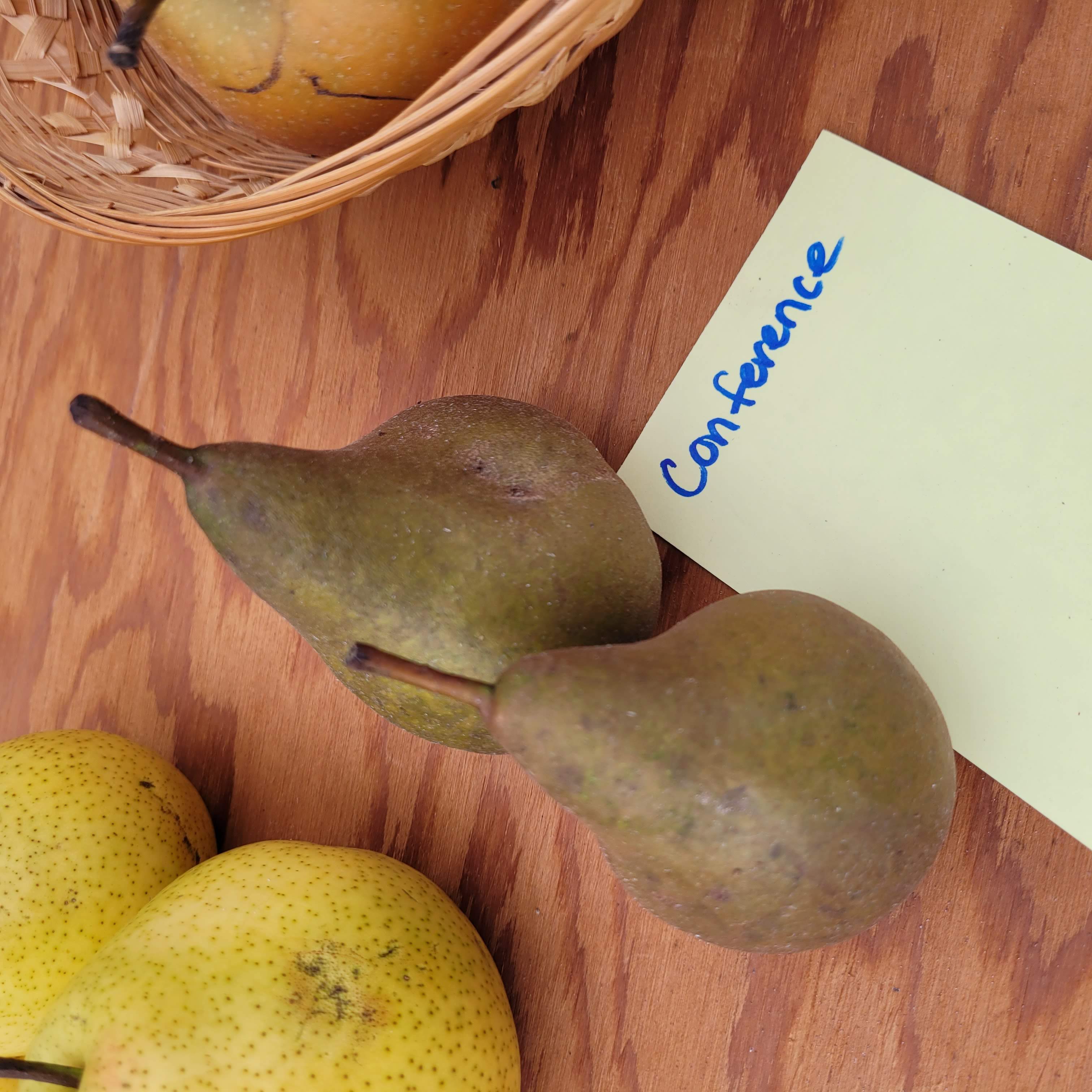 Conference Pear – Silver Creek Nursery Ltd.