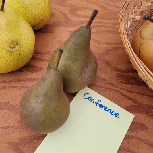 Conference Pear