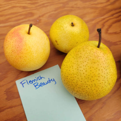 Flemish Beauty Pears