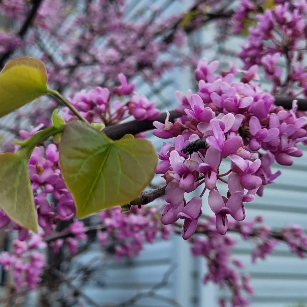 Eastern Redbud Seedling blooms closeup