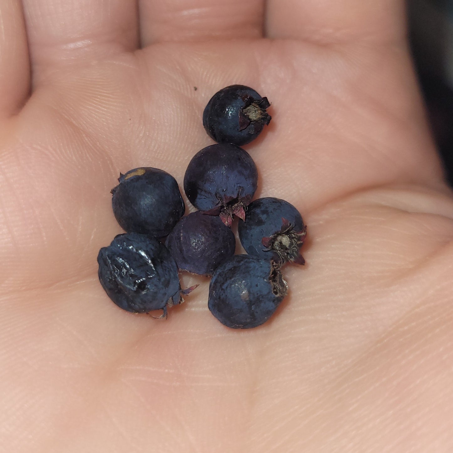 Northline Saskatoon Berry