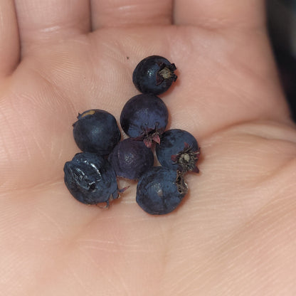 Northline Saskatoon Berry