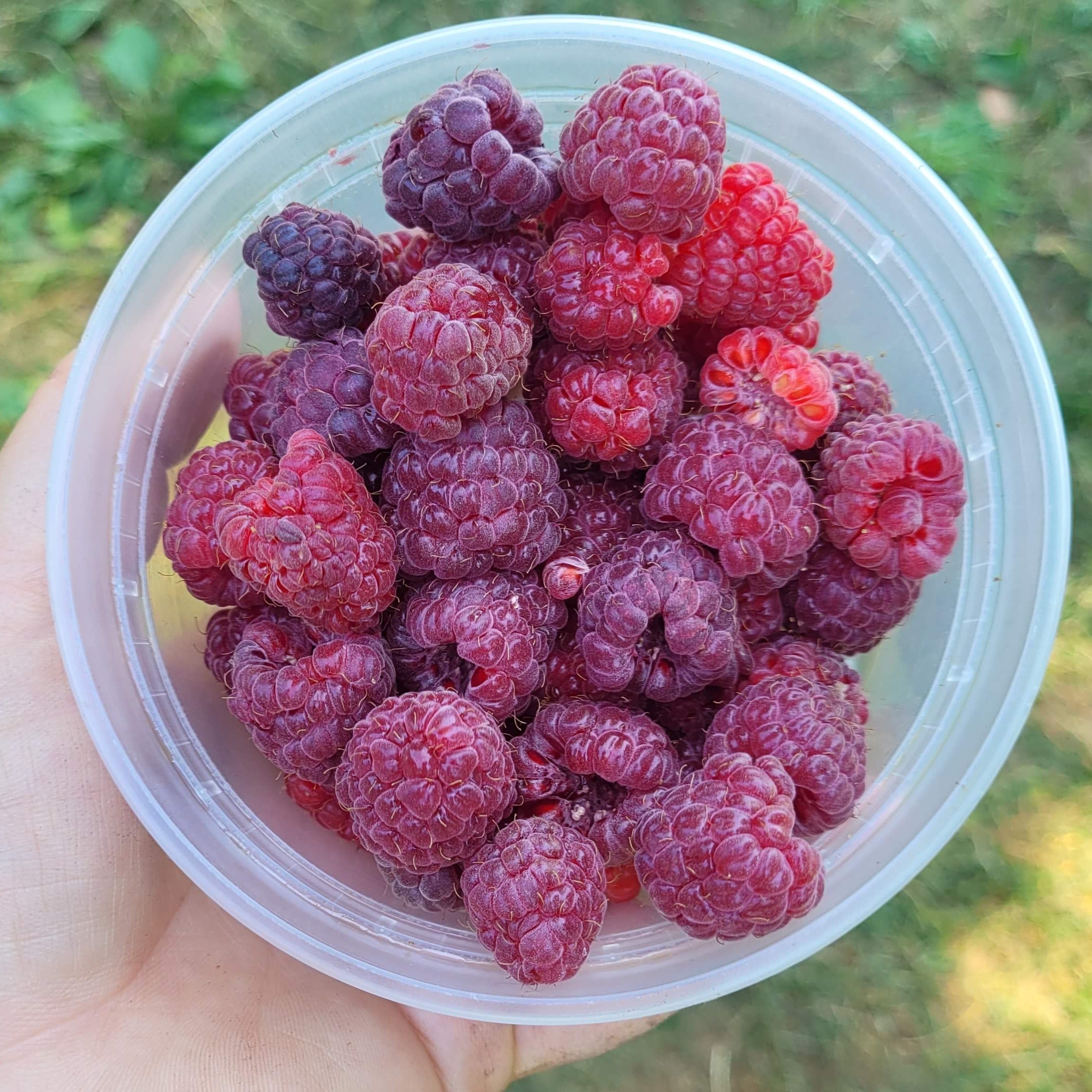 Royalty Purple Raspberry – Silver Creek Nursery Ltd.