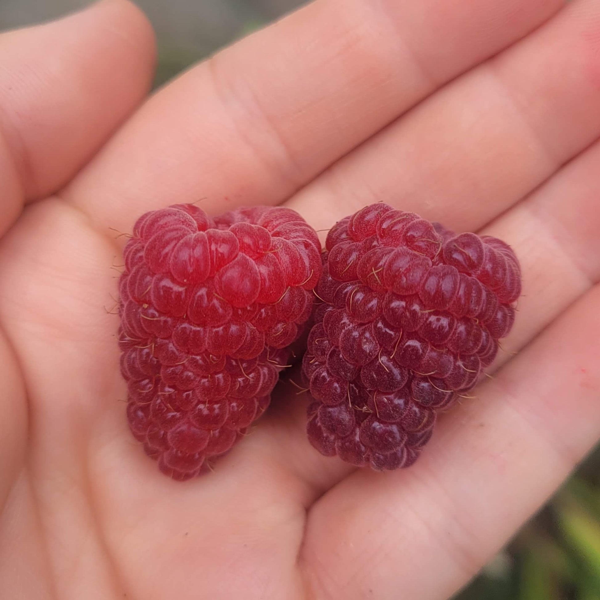Royalty Purple Raspberry – Silver Creek Nursery Ltd.