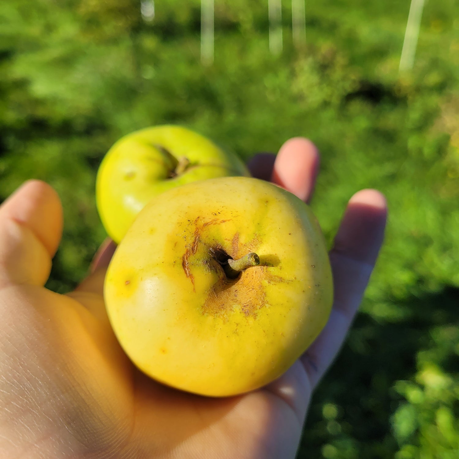 White Jersey Apple