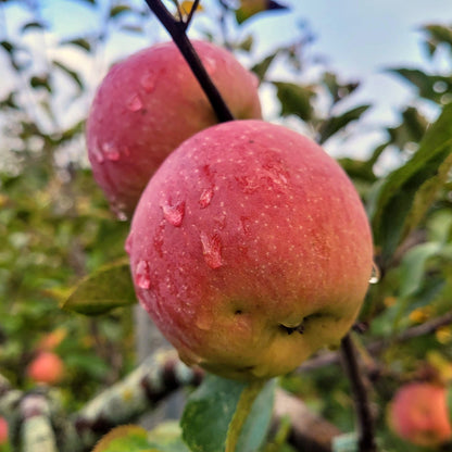 Fuji Apple