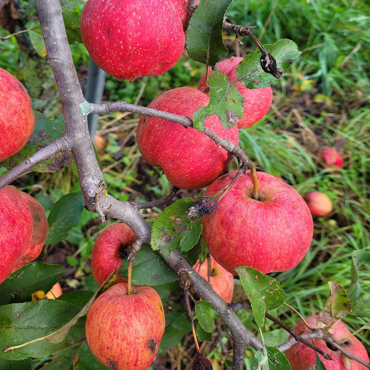 Gala Original Apple