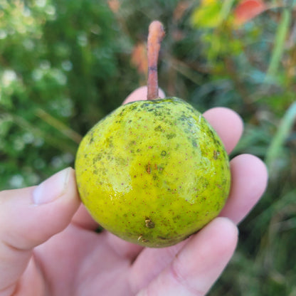 Taynton Squash Pear