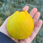 Giant of Zagreb Quince with hand for scale