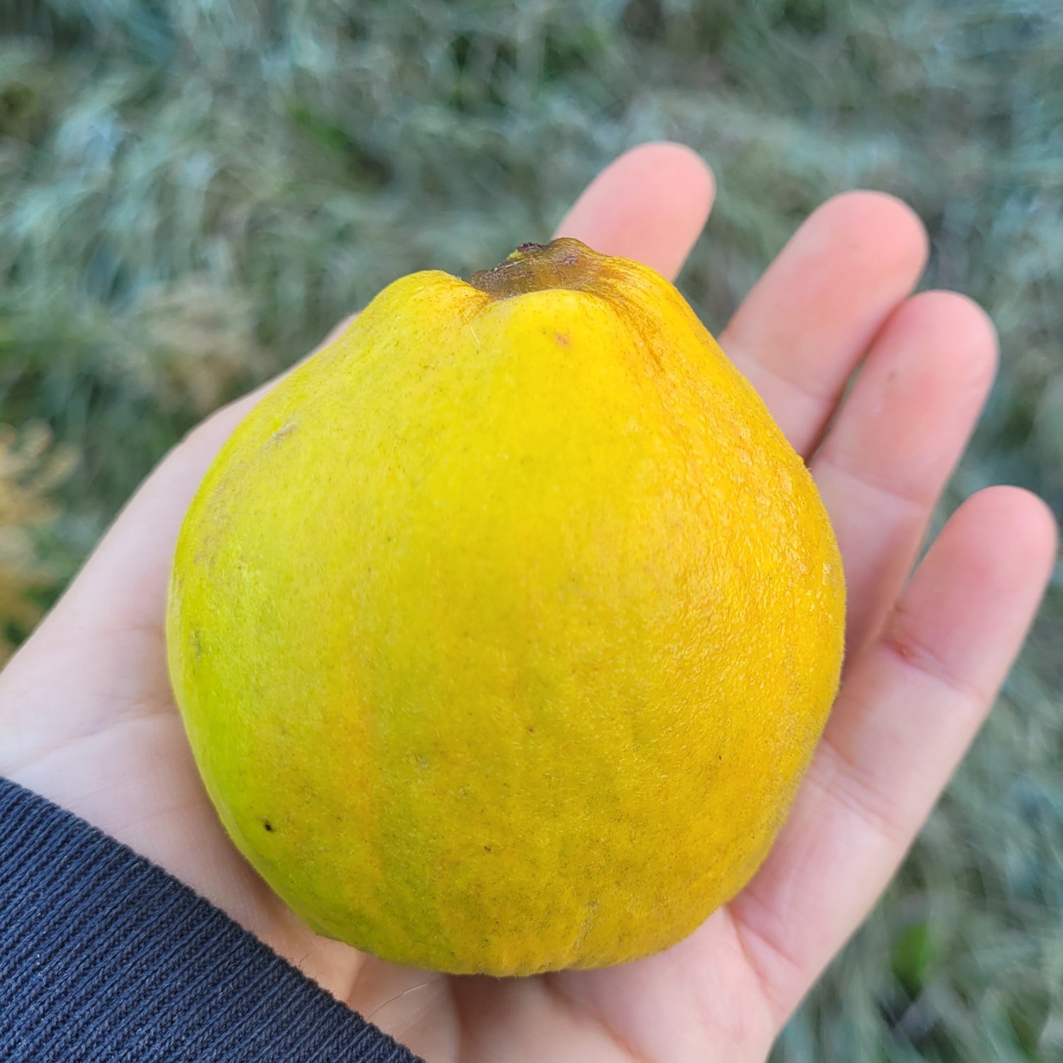 Giant of Zagreb Quince with hand for scale
