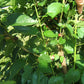 Dwarf Everbearing Mulberry Bush