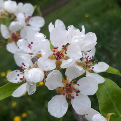 Anjou pear blossom closeup.