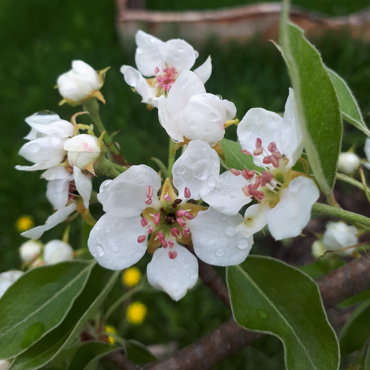 Beurre Giffard pear blossom closeup.