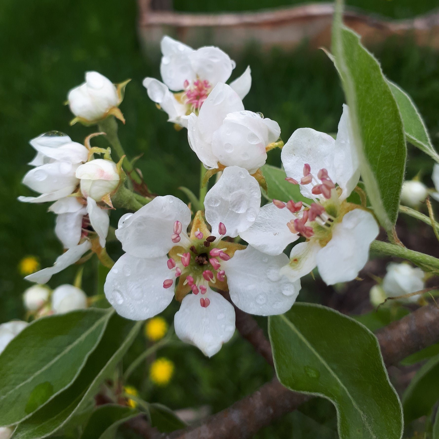 Beurre Giffard pear blossom closeup.