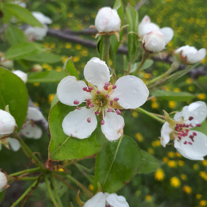 Bonne Louise de Jersey pear blossom closeup.