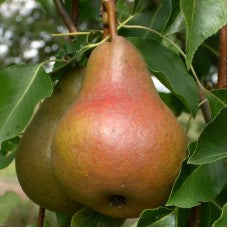 Bosc pears on the tree.