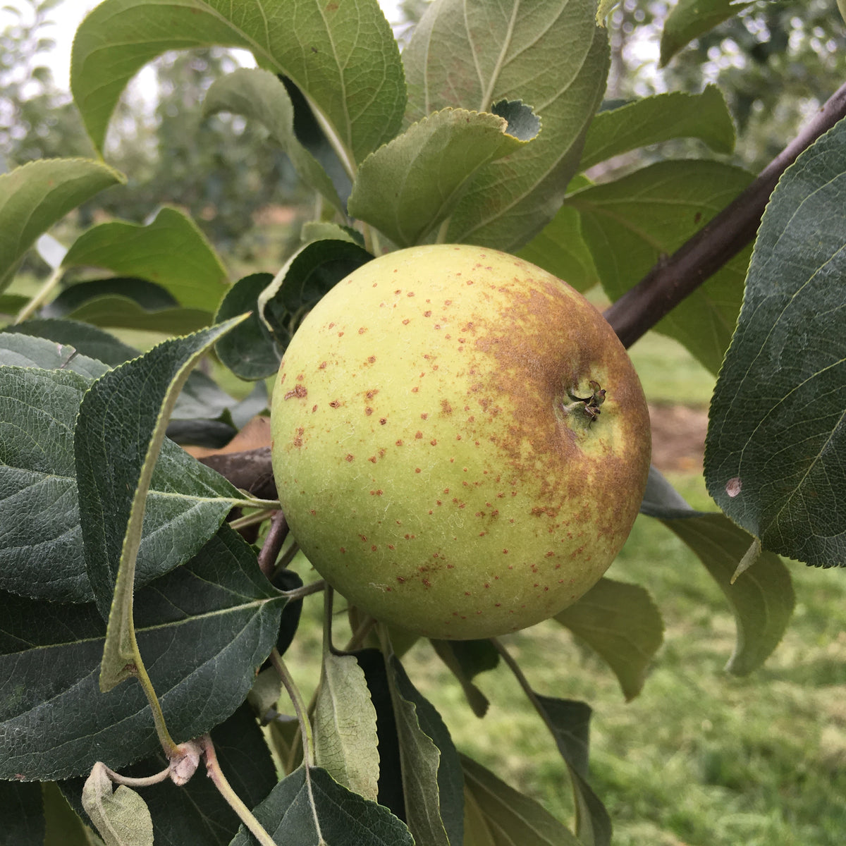 Brown Snout Apple on the tree.