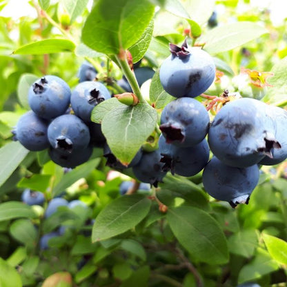 Brunswick Lowbush Blueberries on the bush.